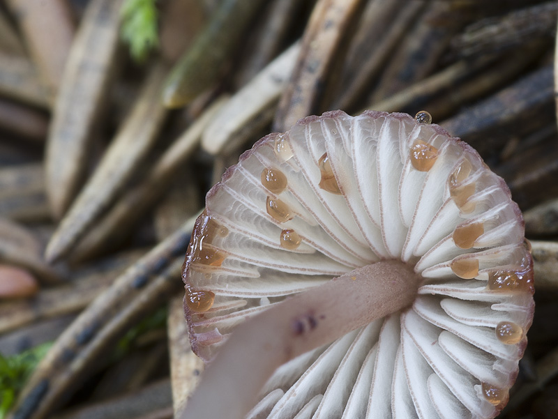 Mycena sanguinolenta